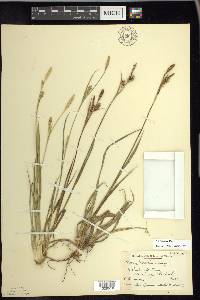 Carex meadii image