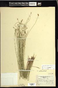 Eleocharis erythropoda image