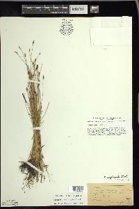 Eleocharis erythropoda image