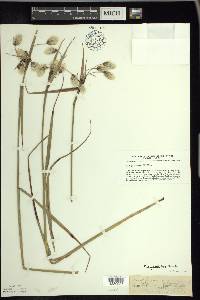 Eriophorum angustifolium image