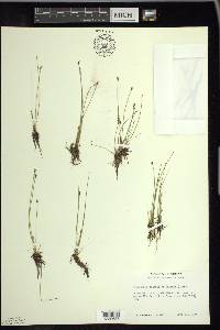 Eleocharis quinqueflora image