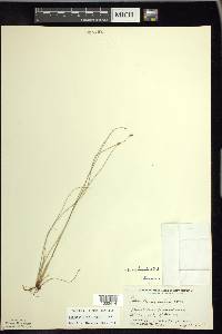 Eleocharis erythropoda image