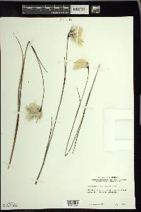 Eriophorum angustifolium image