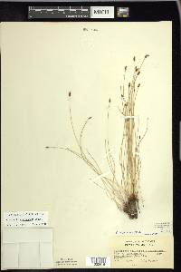 Eleocharis erythropoda image