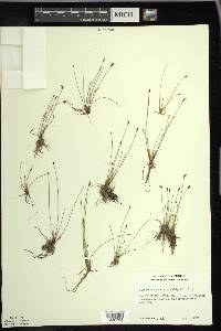 Eleocharis quinqueflora image