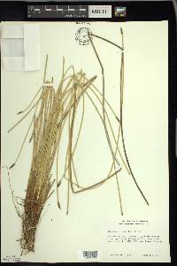 Eleocharis rostellata image