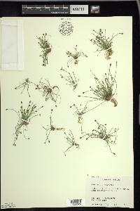 Eleocharis flavescens image