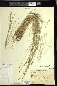 Eleocharis erythropoda image