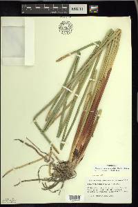 Eleocharis quadrangulata image