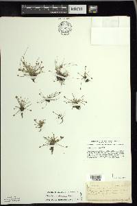 Eleocharis flavescens image