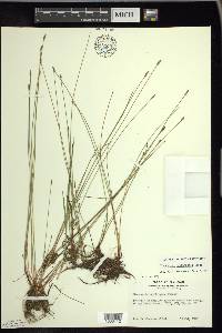 Eleocharis erythropoda image