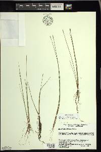 Eleocharis robbinsii image