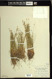 Eleocharis quinqueflora image