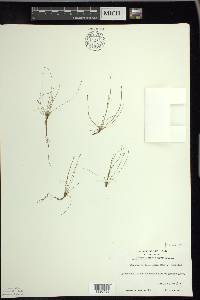 Eleocharis intermedia image