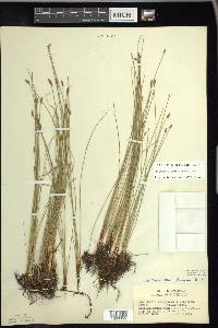 Eleocharis erythropoda image