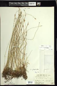 Eleocharis erythropoda image