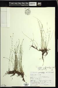 Eleocharis erythropoda image