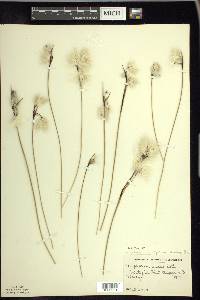 Eriophorum angustifolium image