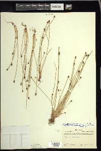 Eleocharis ovata image