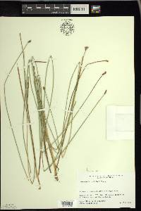 Eleocharis rostellata image