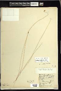 Eleocharis erythropoda image