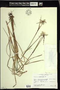 Eriophorum angustifolium image