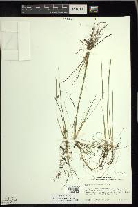 Eleocharis robbinsii image