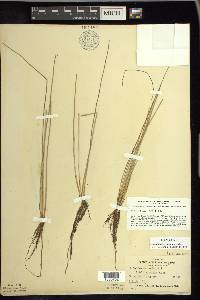 Eleocharis robbinsii image