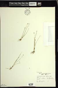 Eleocharis quinqueflora image