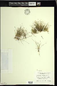 Eleocharis flavescens image