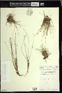 Eleocharis quinqueflora image