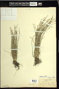 Eleocharis engelmannii image