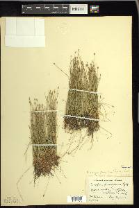 Eleocharis quinqueflora image