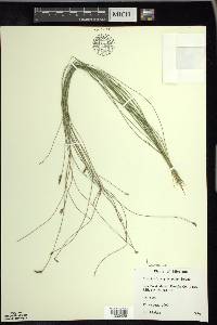 Eleocharis erythropoda image