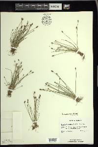 Eleocharis engelmannii image