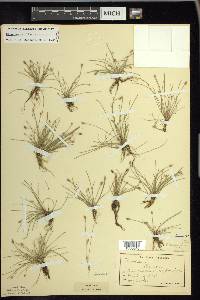 Eleocharis flavescens image