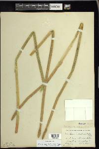 Eleocharis equisetoides image