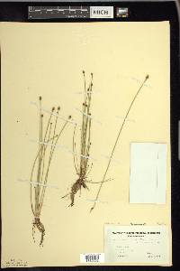 Eleocharis ovata image