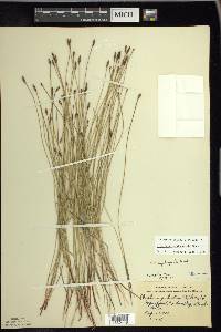 Eleocharis erythropoda image