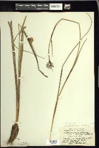 Eriophorum angustifolium image