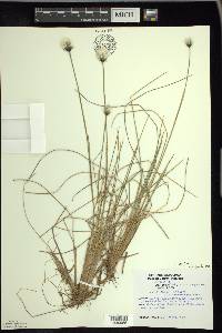 Eriophorum vaginatum image