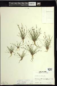 Eleocharis flavescens image