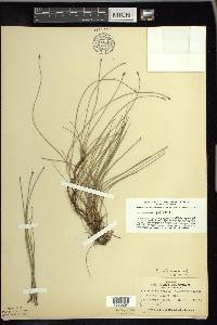 Eleocharis elliptica image