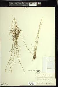 Trichophorum alpinum image