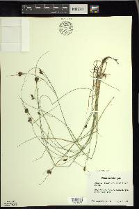 Rhynchospora fusca image