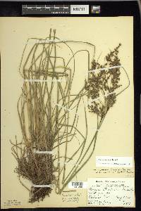 Scirpus atrocinctus image