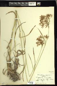 Scirpus pendulus image