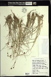 Rhynchospora capitellata image