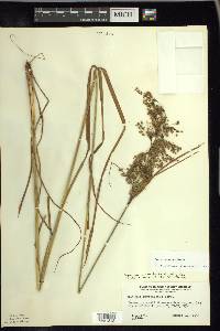 Scirpus atrocinctus image