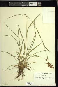 Scirpus pendulus image